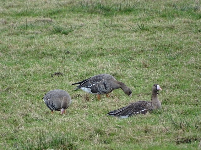 最终反败为 最终反败为